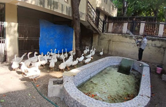 જામનગરના લાખોટા તળાવ સ્થિત પક્ષીઘરમાં રહેલા 600 પક્ષીઓ માટે ઉનાળા દરમિયાન ખાસ વ્યવસ્થા કરાઈ 1 - image