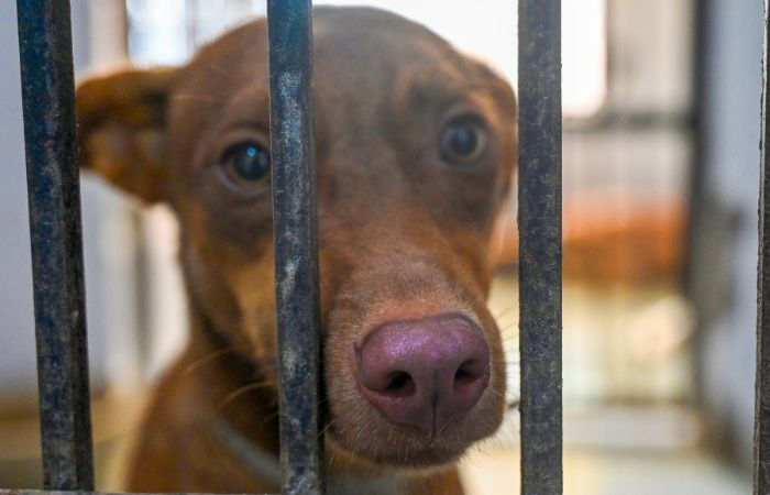 AMC councillors voice against building dog shelters in their wards