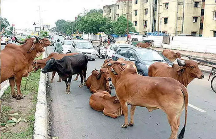 દૂધાળા પશુઓ મામલે 'ઉલ્ટી ગંગા', ગાયને વાછરડી, ભેંસને પાડી જ જન્મે એવા બીજદાનની ડિમાન્ડ 1 - image