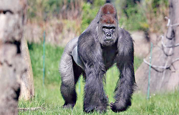 માણસ સાથે સામ્યતા ધરાવતા વાનર ગોરિલા 1 - image