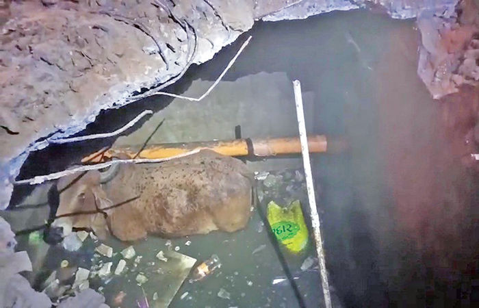 ધોળકામાં ખુલ્લા હોજમાં ગાય ખાબકી,જેસીબીની મદદથી હેમખેમ બહાર કઢાઇ 1 - image