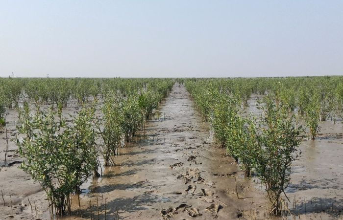 ગ્રીન ગુજરાતના દાવા વચ્ચે લક્ષ્યાંકથી ઘણું દૂર રાજ્યનું ગ્રીન કવર, 42,340 ચોરસ કિલોમીટરની હજુ પણ ઘટ 3 - image