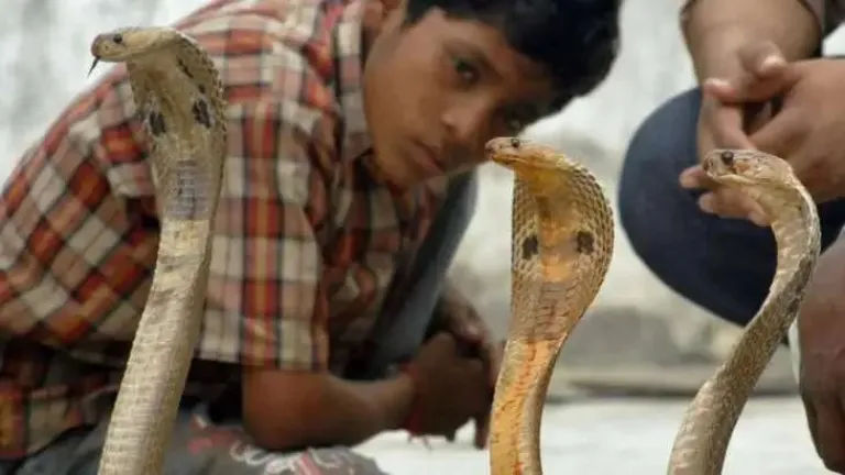 મહારાષ્ટ્રના આ ગામના બાળકો રોજ કોબ્રા સાપ સાથે રમે છે 2 - image