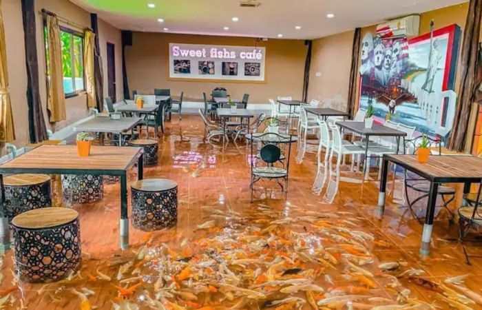 અનોખું રેસ્ટોરન્ટ: પાણીમાં તરી રહી છે માછલીઓ અને તેની ઉપર ભોજનનો આનંદ માણે છે લોકો 1 - image