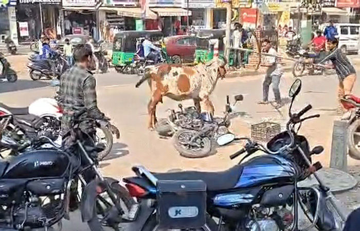 ખોડીયારનગર ચાર રસ્તા પાસે ગાયે આતંક મચાવતા નાસભાગ, બે વ્યક્તિને કચડી નાખ્યા 1 - image