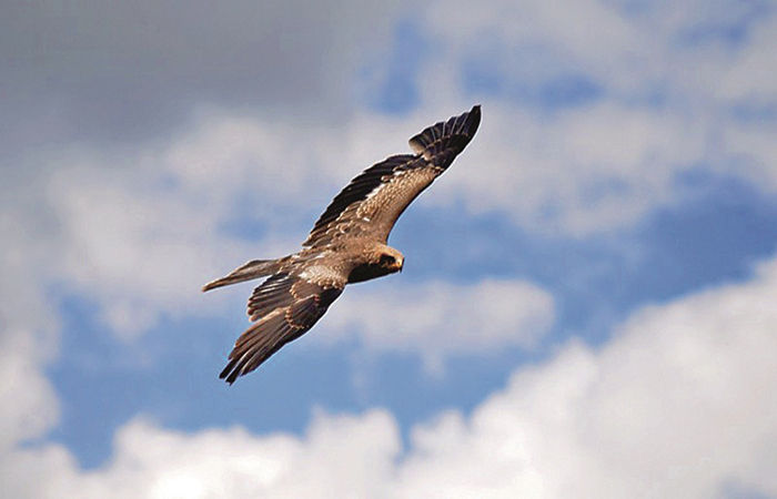 શિકારી પક્ષીઓની વિશેષ વાતો . 1 - image