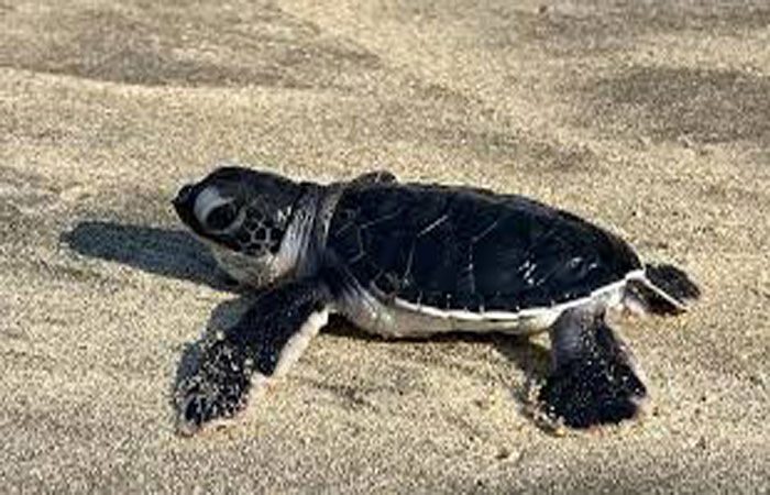 રાયગઢના બાગમાંડલાના દરિયા કિનારે પહેલીવાર ગ્રીન ટર્ટલ મળી આવ્યો 1 - image