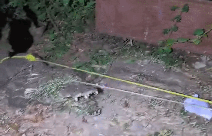 એમએસ યુનિવર્સિટીમાં 9 ફૂટના મહાકાય મગરની એન્ટ્રી, ભારે જહેમત બાદ રેસ્ક્યુ 1 - image