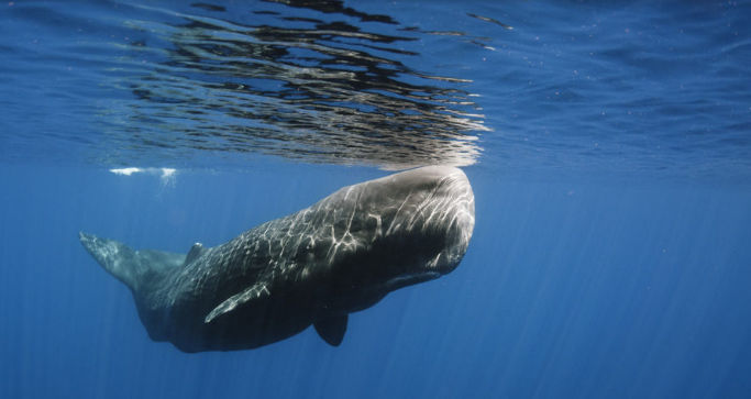 અમદાવાદમાં રૂ.8.70 કરોડની કિંમતનો એમ્બરગ્રીસનો જથ્થો ઝડપાયો, ચારની ધરપકડ 3 - image