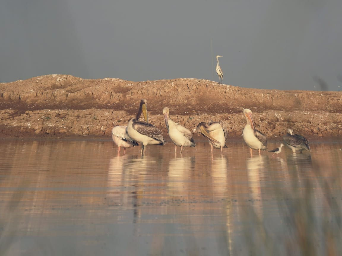 ગુજરાતને મળી 5મી રામસર સાઇટ: કચ્છનું 'છારી-ઢંઢ' હવે આંતરરાષ્ટ્રીય નકશા પર, જાણો કેમ આ વેટલેન્ડ છે ખાસ 4 - image