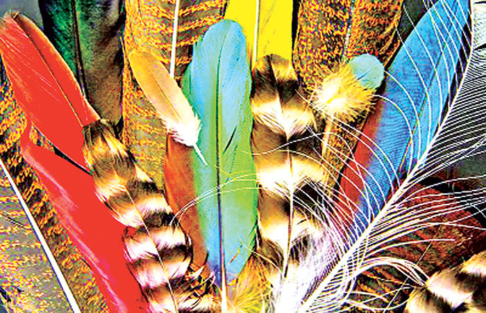 પક્ષીઓનાં પીંછાંની અદ્ભૂત રચના 1 - image