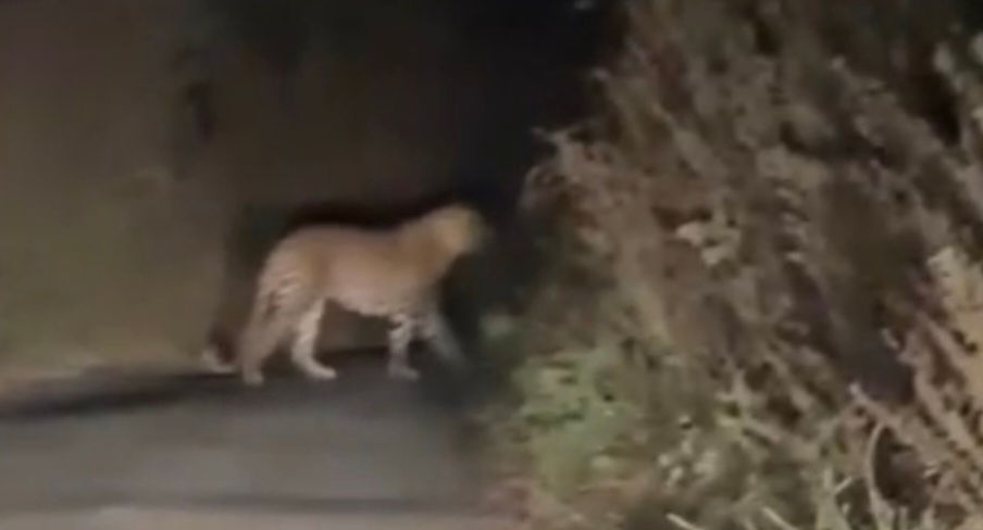 વડોદરાઃગોરજમાં દિવસે પ્રાથમિક સ્કૂલની બહાર દીપડાના આંટાફેરાથી વિદ્યાર્થીઓ ભયભીત 2 - image