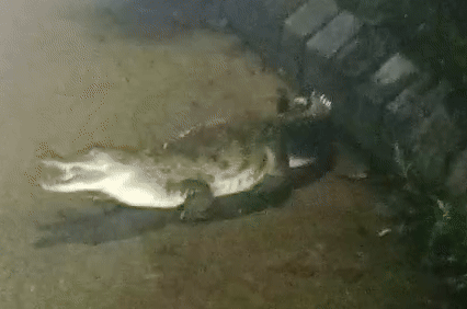 VIDEO: વડોદરામાં ભારે વરસાદ બાદ રસ્તા પર મગર દેખાયો, લોકોના જીવ તાળવે ચોંટ્યા | Gujarat Monsoon: Crocodile Seen On Vadodara Road After Heavy Rain - Gujarat Samachar