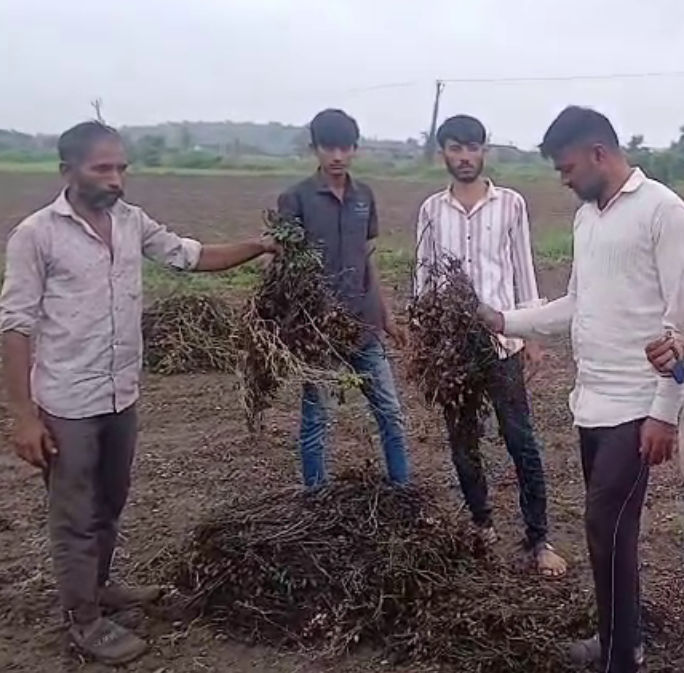 VIDEO: 'નેટવર્ક આવતુ નથી, એપ ખુલતી નથી..' ઓનલાઈન સર્વેના ગતકડાંથી અમરેલીના ખેડૂતોમાં રોષ, પેકેજની માગ 7 - image