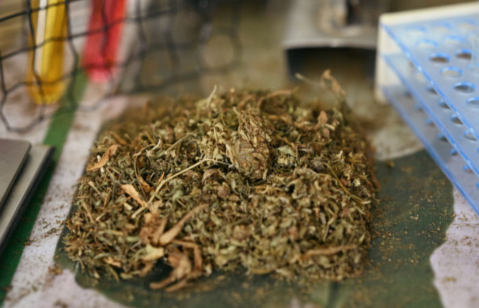 rs 8 cr hydroponic ganja seized at Ahmedabad Airport