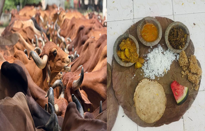 વડોદરાની સંસ્થાએ શ્રાધ્ધ પક્ષમાં પાંજરાપોળની ગાયોને પડિયા-પતરાળામાં ભોજન કરાવ્યું 2 - image