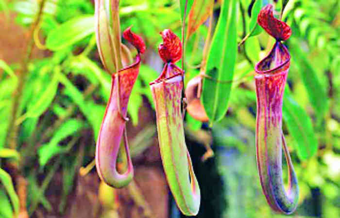 શિકારી વનસ્પતિ : પિચર પ્લાન્ટ 1 - image