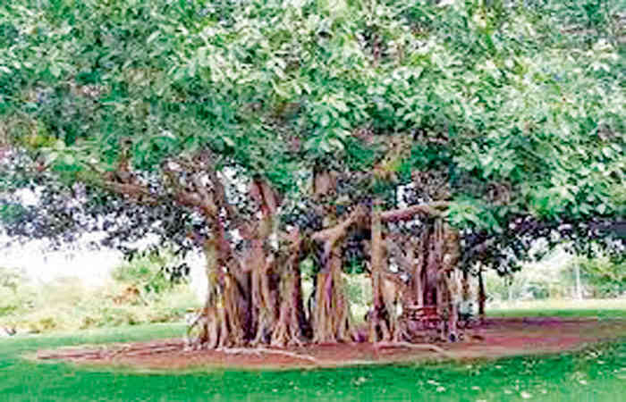 વડનું વૃક્ષ રાષ્ટ્રીય કક્ષાએ સંરક્ષિત હોવા છતાં ગુજરાતમાં નિકંદન નીકળી રહ્યું છે 1 - image