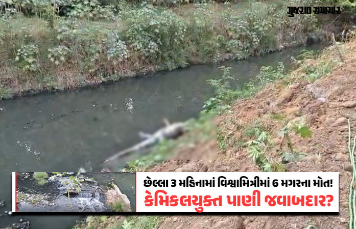 વિશ્વામિત્રીમાંથી 10 ફૂટનો મૃત મગર મળ્યો, 3 મહિનામાં 6ઠ્ઠો.