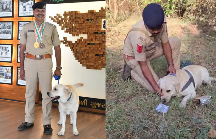 ગુજરાત પોલીસના શ્વાન 'ચેક'નો રાષ્ટ્રીય ફલક પર ડંકો: 16 વર્ષના બાદ ઓલ ઇન્ડિયા પોલીસ ડ્યુટી મીટમાં જીત્યો 'ગોલ્ડ' 2 - image