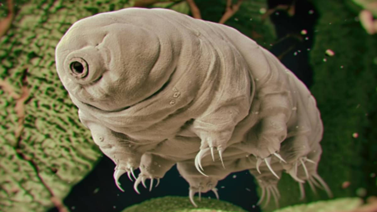 જળ ભાલુ શું છે? ઇસરો કેમ અંતરિક્ષમાં તેને મોકલવાનું વિચારી રહ્યું છે? જાણો વિગત... 3 - image