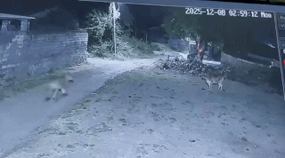 બાપ રે! અમરેલીમાં વાછરડાએ સાવજને દોડાવ્યો, પછી જુઓ શું થયું: ઘટના CCTVમાં કેદ 3 - image