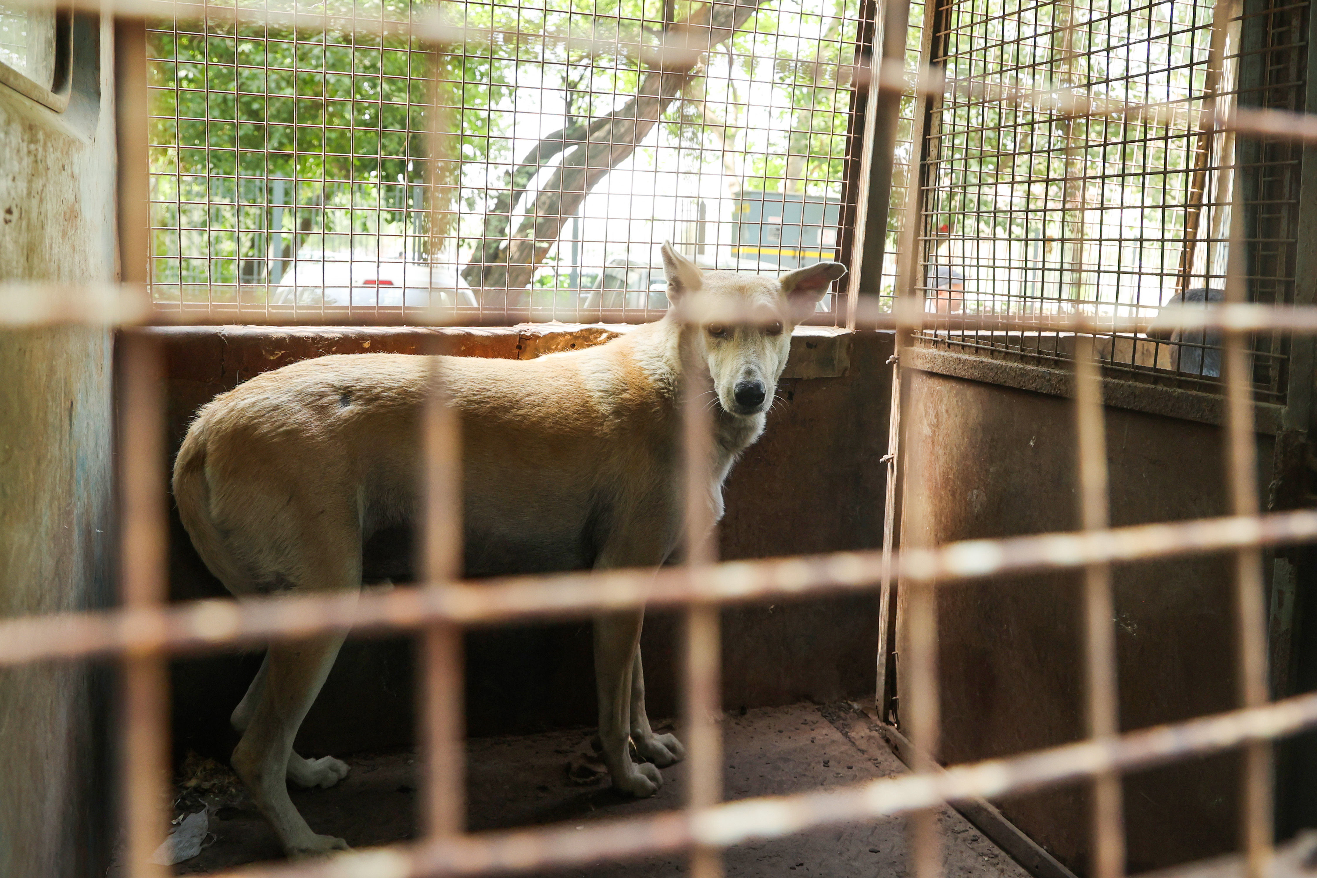 SC orders all stray dogs in Delhi NCR to be moved to shelters, no petitions to be entertained