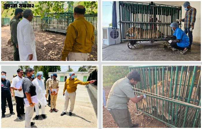 ગીર સોમનાથ: 'છેલ્લા 3 દિવસમાં વાઈરસના કારણે એક પણ સિંહનું મોત નહીં..', રેસ્ક્યુ સેન્ટર પહોંચેલા વન મંત્રીનો દાવો 1 - image