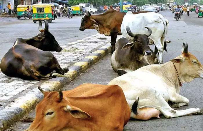 આજવા રોડ ખાતે ગાય છોડાવી જવા પશુપાલકોનો ઢોર પાર્ટી ટીમ ઉપર હુમલો, એક મહિલા સહિત ચાર વિરુદ્ધ ગુનો નોંધાયો 1 - image