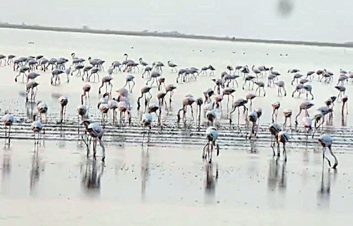 દસાડા-ધ્રાંગધ્રાંને અડીને આવેલા નાના રણમાં વિદેશી પક્ષીઓનું આગમન 1 - image