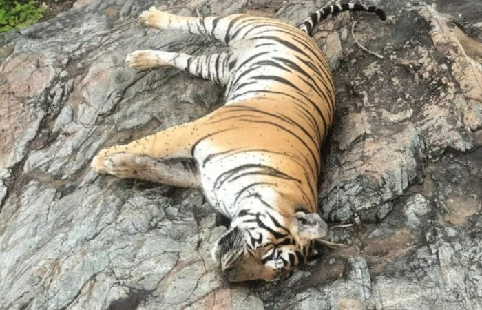 Death of tigress 4 cubs Hunt launched for owner of poisoned cow in Karnataka
