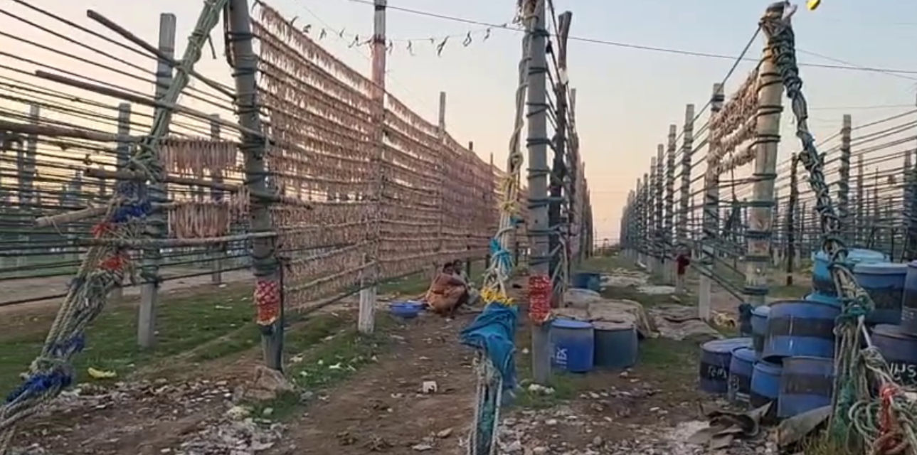 જાફરાબાદનું 'સફેદ સોનું': 'બૂમલા' માછલીએ જાફરાબાદને વૈશ્વિક નકશા પર અપાવ્યું સ્થાન, વાર્ષિક 450 કરોડનો વેપાર 2 - image