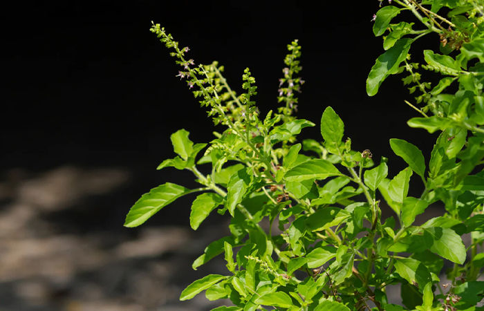 વૈશાખી પૂર્ણિમા પર તુલસીને અર્પણ કરો આ વસ્તુ, ધનની નહીં પડે ક્યારેય ખોટ 1 - image