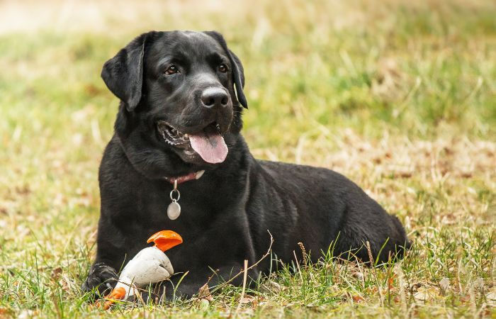 Ahmedabad pet registration: AMC hikes fees by 900% to ₹2,000 