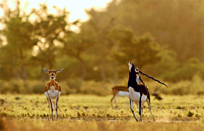 ઇન્ડિયન બ્લેક બક                      . 1 - image