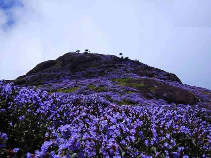 કેરળમાં ખીલ્યુ નીલકુરિંજી ફૂલ, 12 વર્ષમાં માત્ર એકવાર જોવા મળે છે આ નજારો 2 - image