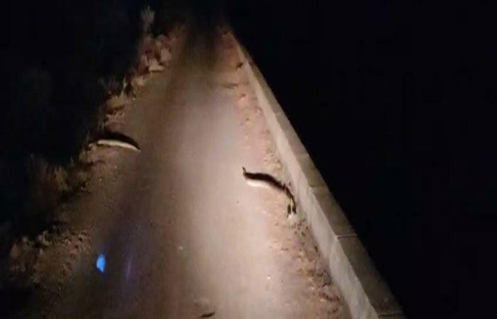 લખતરના કડુ નજીક નર્મદા કેનાલ પાસે ફરી 2 અજગર દેખાયા 1 - image