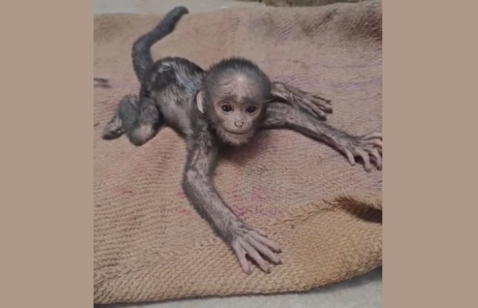 Baby monkey rescued near Saraspur temple amid scorching heat in Ahmedabad