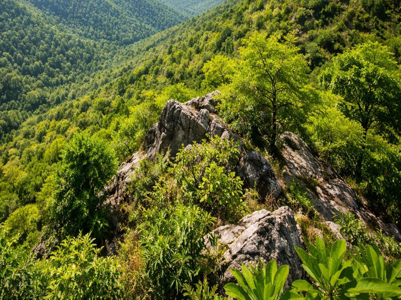 From Gujarat to Delhi, no mining: Central govt throws full shield over Aravallis