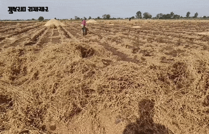 સુરેન્દ્રનગર પર આકાશી આફત: રણમાં અગરિયાઓના ઝુંપડા ઉડ્યા, ખેતરોમાં સોના જેવો પાક જમીનદોસ્ત, જગતનો તાત બેહાલ 3 - image