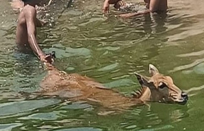 છાણી કેનાલ નજીક ફેન્સીંગ નહીં કરાતા ફરી એકવાર નીલ ગાય ખાબકી, ફાયર બ્રિગેડનું રેસ્ક્યુ 1 - image