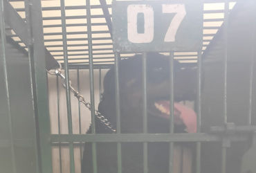 No water and sewage connection for unregistered pet parents AMC rolls out strict policy