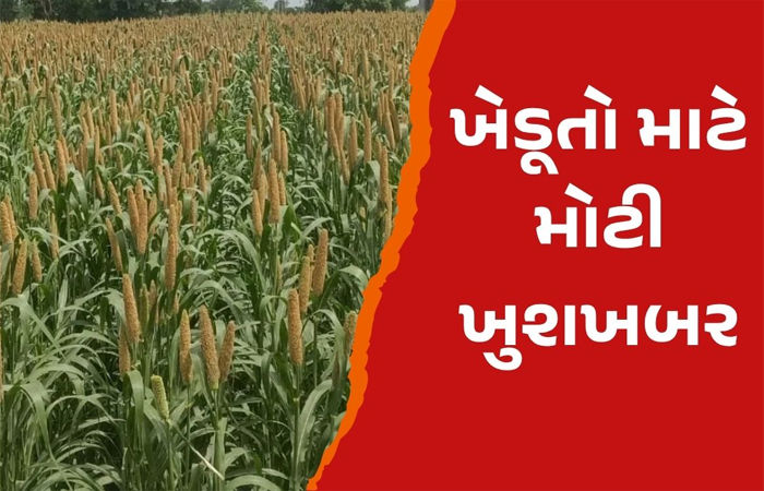 ટેકાના ભાવે બાજરી, જુવાર અને મકાઈની ખરીદી કરાશે : આજથી ફોર્મ ભરવાનું શરૂ 1 - image