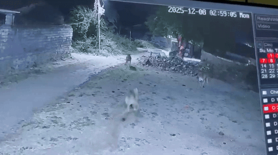 બાપ રે! અમરેલીમાં વાછરડાએ સાવજને દોડાવ્યો, પછી જુઓ શું થયું: ઘટના CCTVમાં કેદ 2 - image