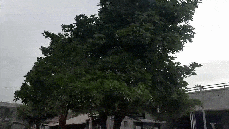 ગુજરાતમાં મિની વાવાઝોડા જેવો માહોલ! અમદાવાદ સહિત અનેક શહેરોમાં ધૂળની ડમરીઓ ઉડી 2 - image