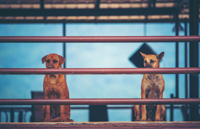 અબોલ પશુઓની ચીસ સાંભળનારું કોઈ નથી? ચૂંટણીનો વાયદો પૂર્ણ કરવા 900 કૂતરાઓને ઝેર અપાયું 3 - image