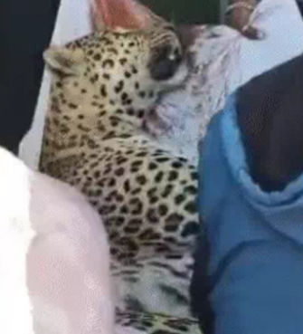 ભારતમાલા હાઇવે પર સુરતથી રાજકોટ જતી કારની અડપેટે નર દીપડાનું મોત 1 - image