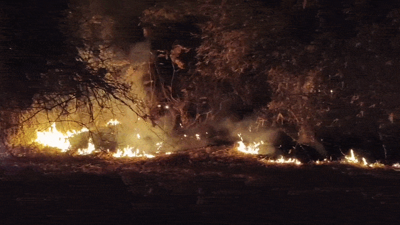 છોટા ઉદેપુર: નસવાડીના જામલી જંગલમાં ભીષણ આગ, વન્યજીવોના જીવ જોખમમાં 1 - image