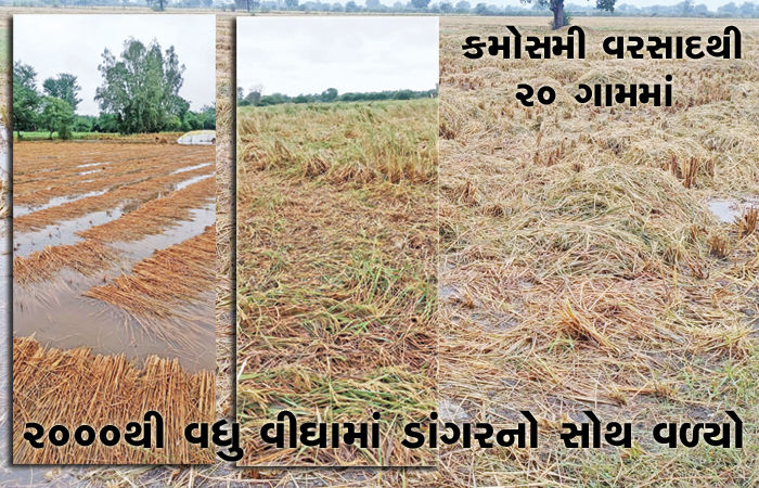 ગળતેશ્વરમાં કમોસમી વરસાદથી 20 ગામમાં 2000થી વધુ વીઘામાં ડાંગરનો સોથ વળ્યો 1 - image