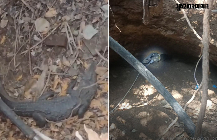 VIDEO: ખાંભાના બોરાળા ગામે કૂવામાં ખાબકેલા મગરનું વનવિભાગે કર્યું રેસ્ક્યુ, નજીકની નદીમાં છોડવામાં આવ્યો 1 - image